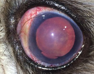 ojo rojo con glaucoma perros