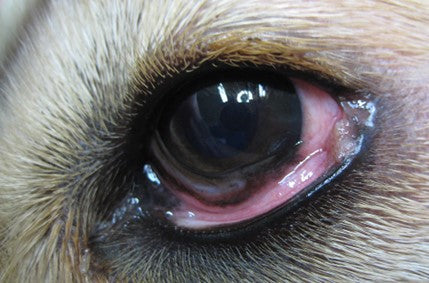 conjuntivitis en perros