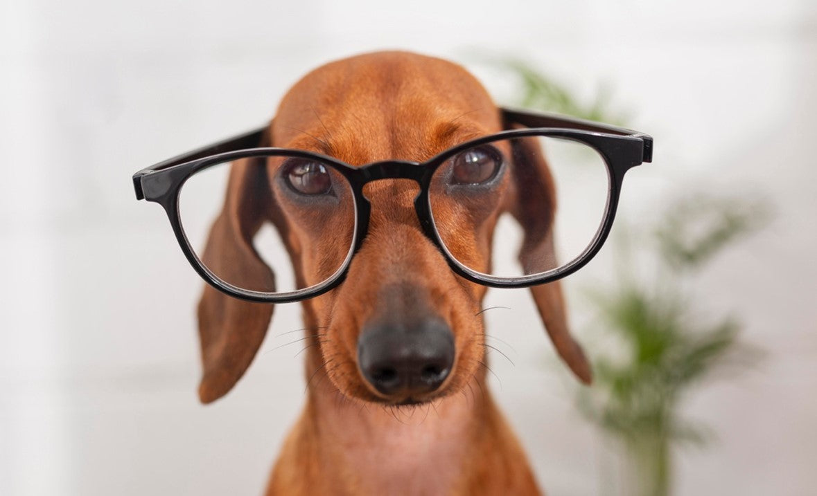 perro con lentes