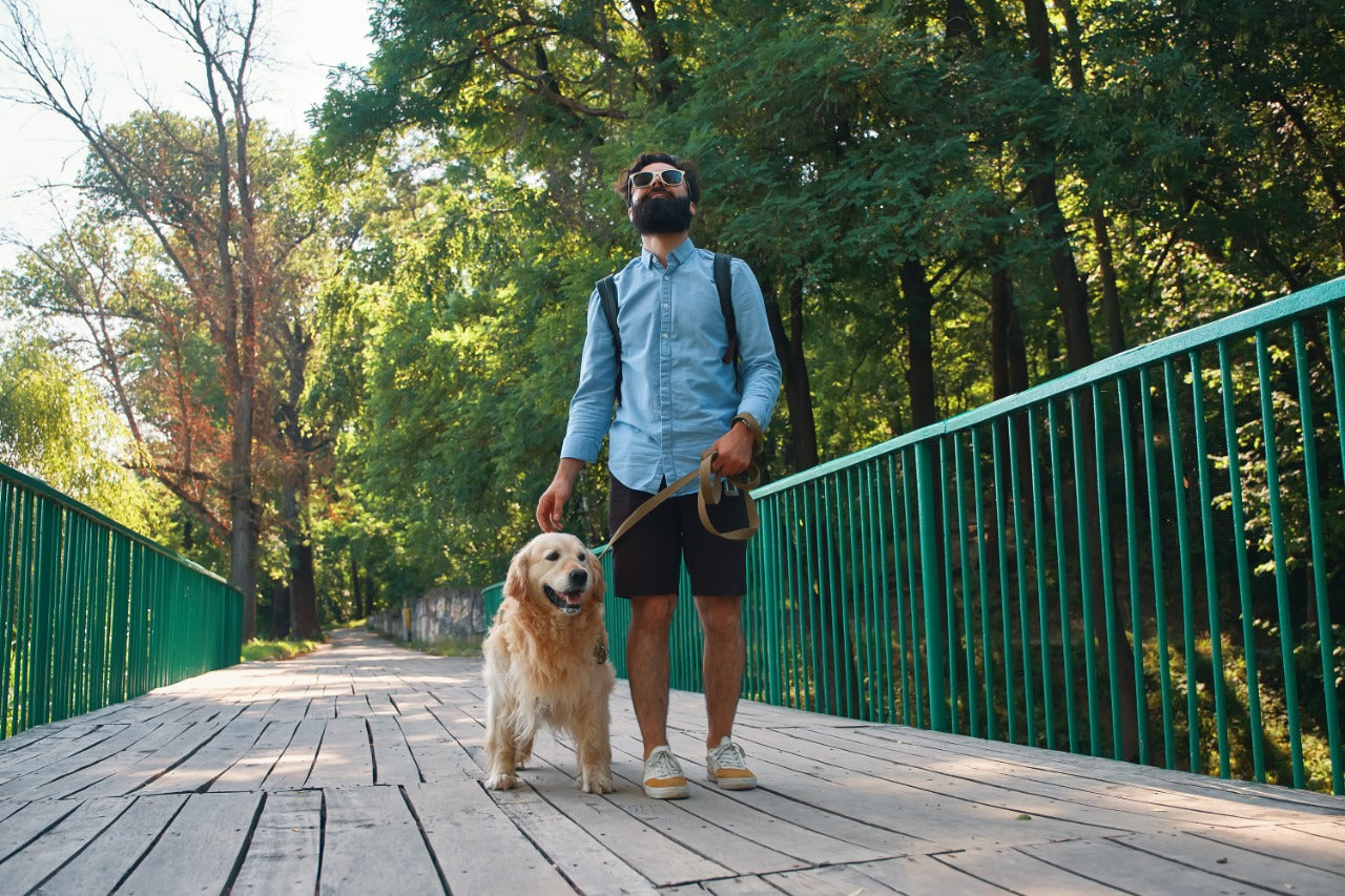 caminata para perros