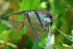 Conoce A Los Peces Tropicales De Agua Dulce Pet N Go