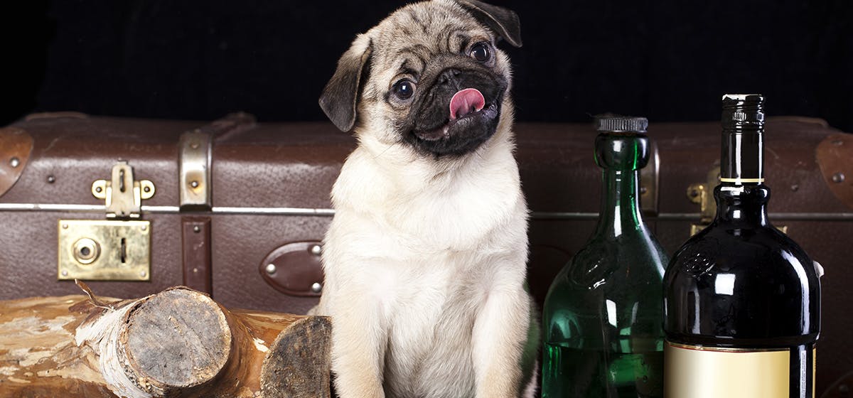 alcohol toxico para perros