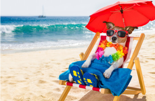 cuidados-verano-mascotas