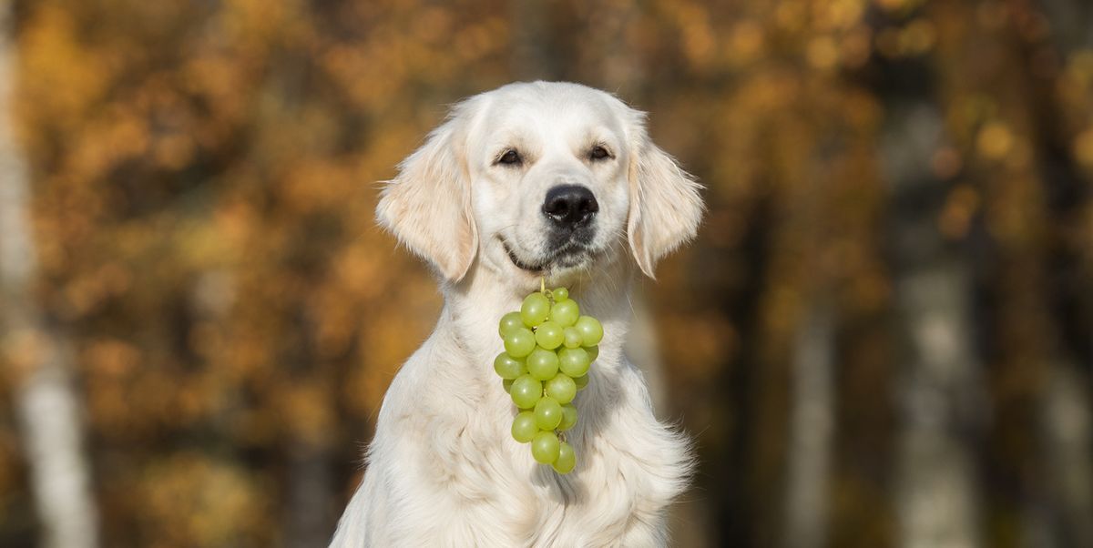 uvas toxicas para perros