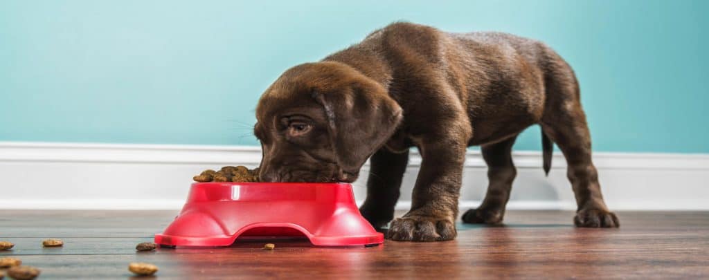 Comida para cachorros en petngo