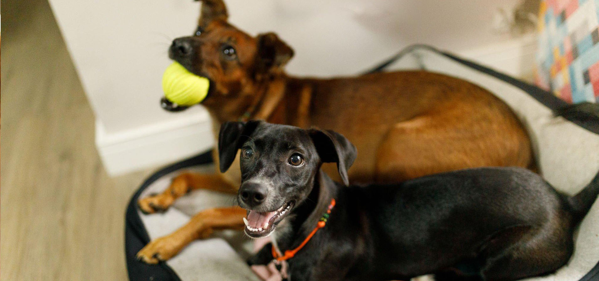 Juguetes para perros hiperactivos