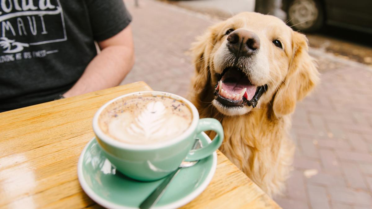 Рестораны можно с собакой. Дог френдли. Pet-friendly кафе. Dog friendly кафе. Кафе с питомцами.