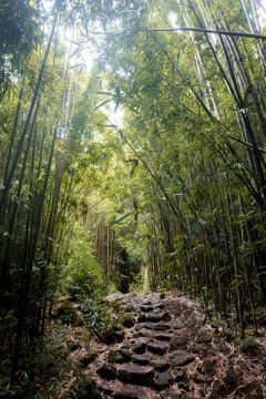 Green Bamboo Forest