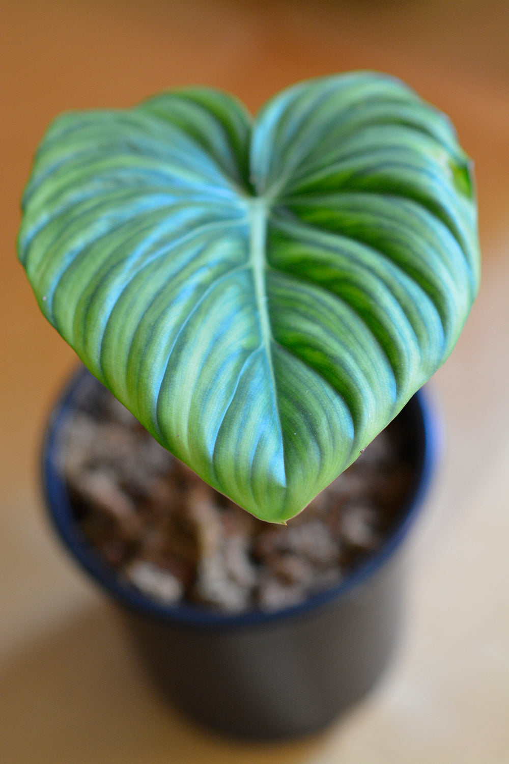 Philodendron Pastazanum Dogwood Gardens