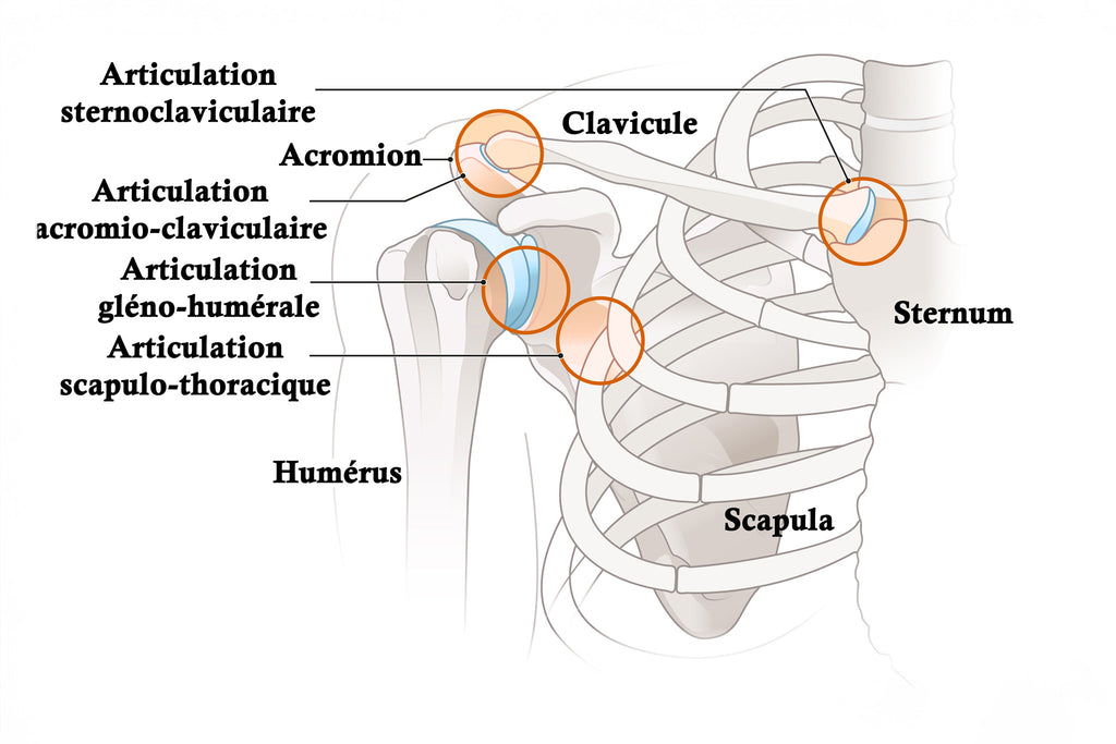 Anatomie De L'épaule Qui Présente Les Différentes Articulations - Illustration Avec Texte