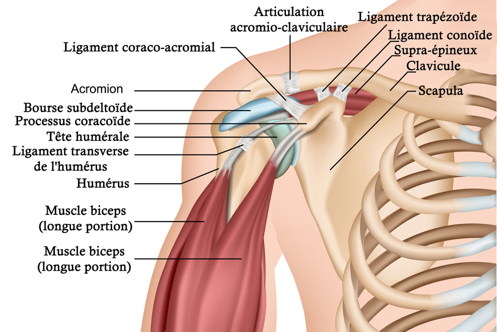 Anatomie de L'épaule Qui Montre Les Os, Les Muscles, Les ligaments Et Les Tendons