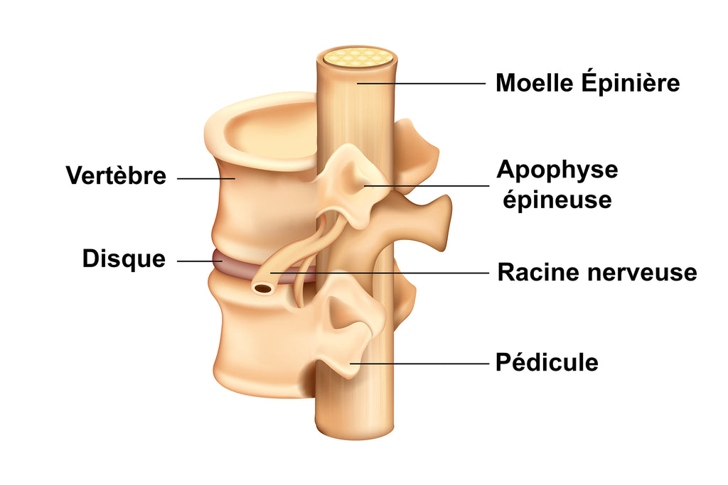 Deux Vertèbres Avec Le Disque Intervertébral Au Milieu - Aussi On voit La Moelle Épinière Et La Racine Nerveuse