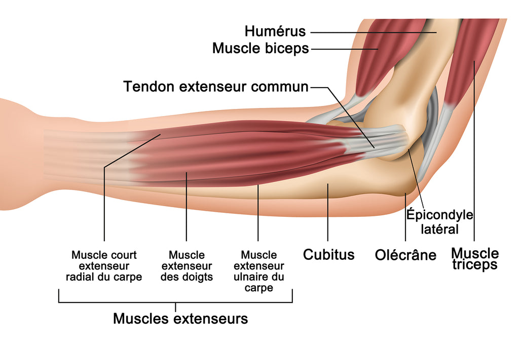 Image Qui Illustre L'anatomie Du Coude: Os - Muscles - Tendons