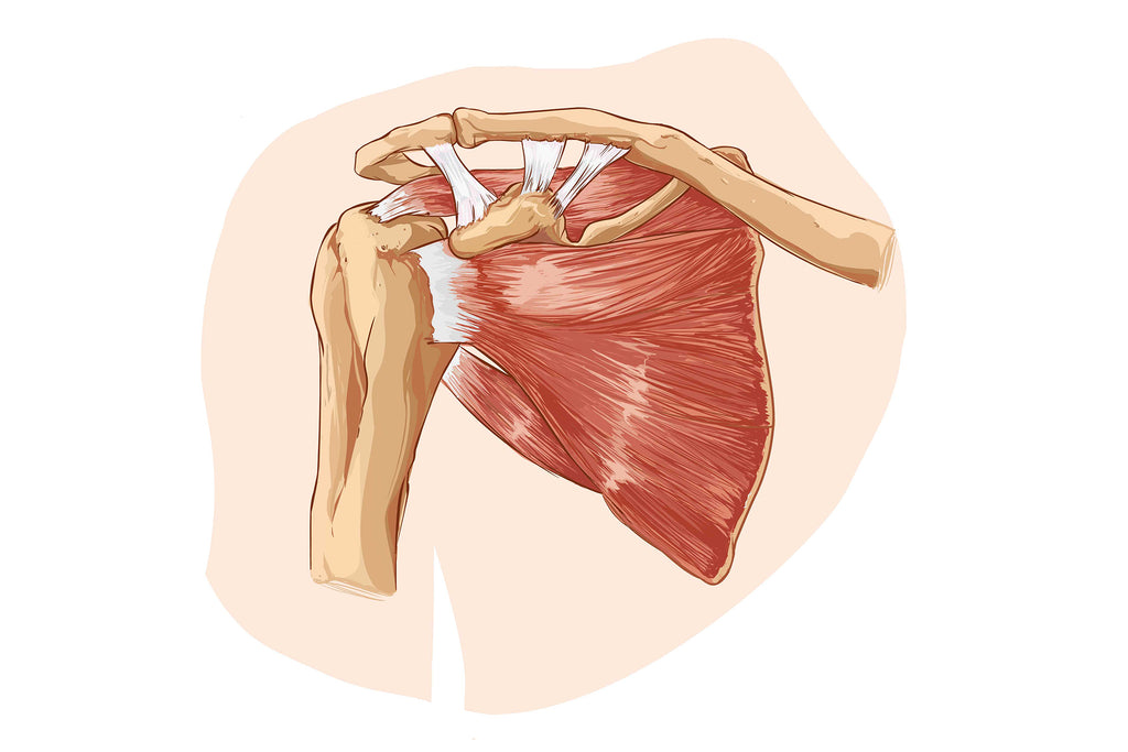 Anatomie De L'épaule - Illustration En Dessin De L'articulation