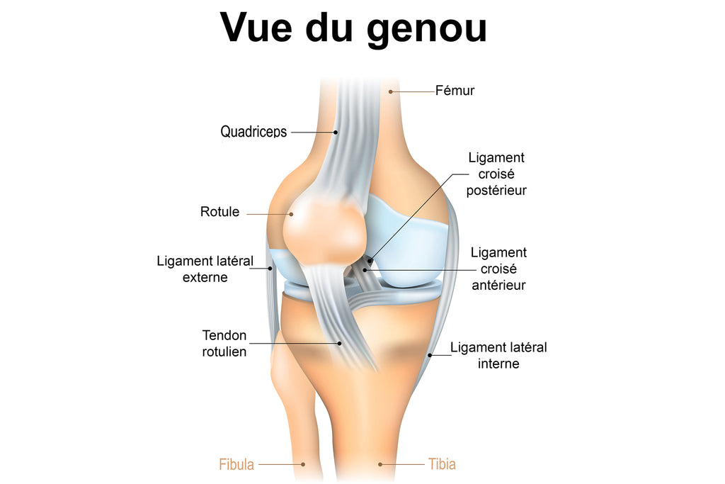 Genou - Anatomie Des Ligaments - Ménisques - Tendons - Rotule - Tibia - Fémur