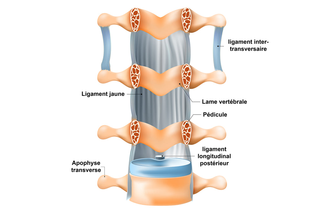 Vue Rapprochée Des Ligaments Qui Relient Les Vertèbres - La Colonne Vertébrale