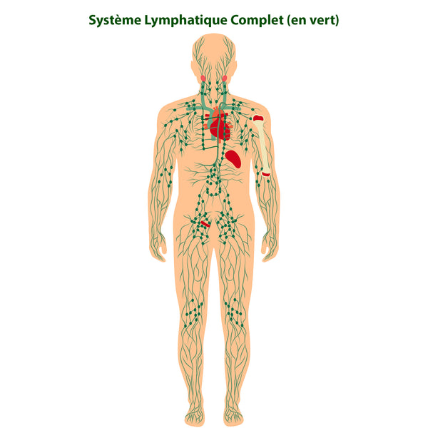 Lymphoedème: Illustration De L'anatomie Du Système Lymphatique D'un Être Humain