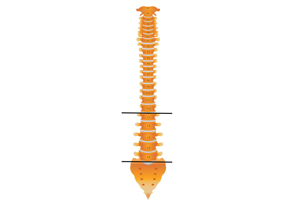 Colonne Vertébrale Qui Montre Les Vertèbres Lombaires L1 à L5 - Illustration