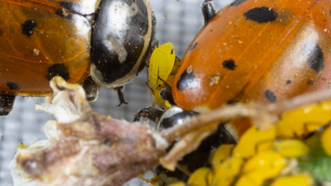 Ladybug Eating an Aphid