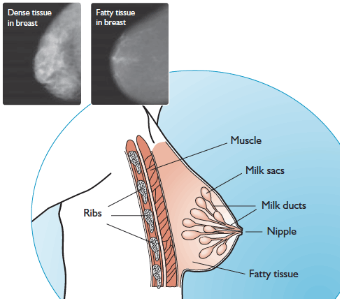 Diagram showing the internal structure of the female breast. The breasts sit on top of the layer of muscle over the ribs, and are mostly fatty tissue. The milk sacs inside the breast are connected to the nipple by milk ducts. Younger, dense breast tissue shows up mottled grey and white on a mammogram, while older, fatty tissue shows up grey, meaning it is easier to spot abnormalities.