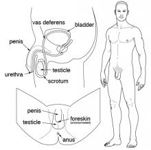 Diagram showing the male reproductive system.