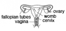 image showing how bacteria infects the fallopian tubes and uterus