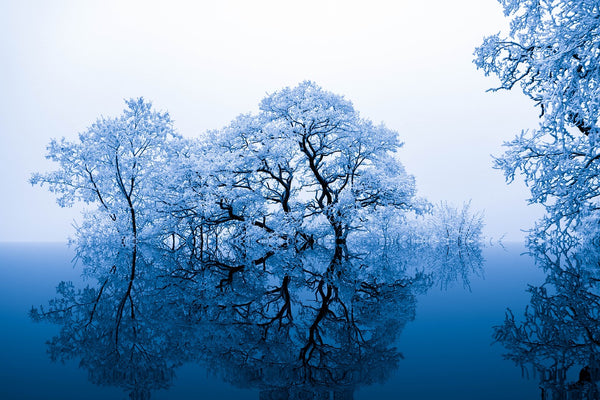 nature-inspiration-trees-blue