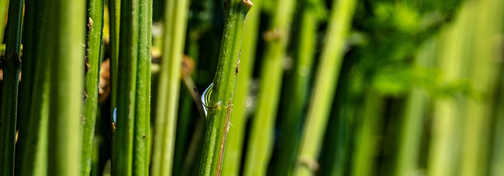 hemp fiber hemp fabric