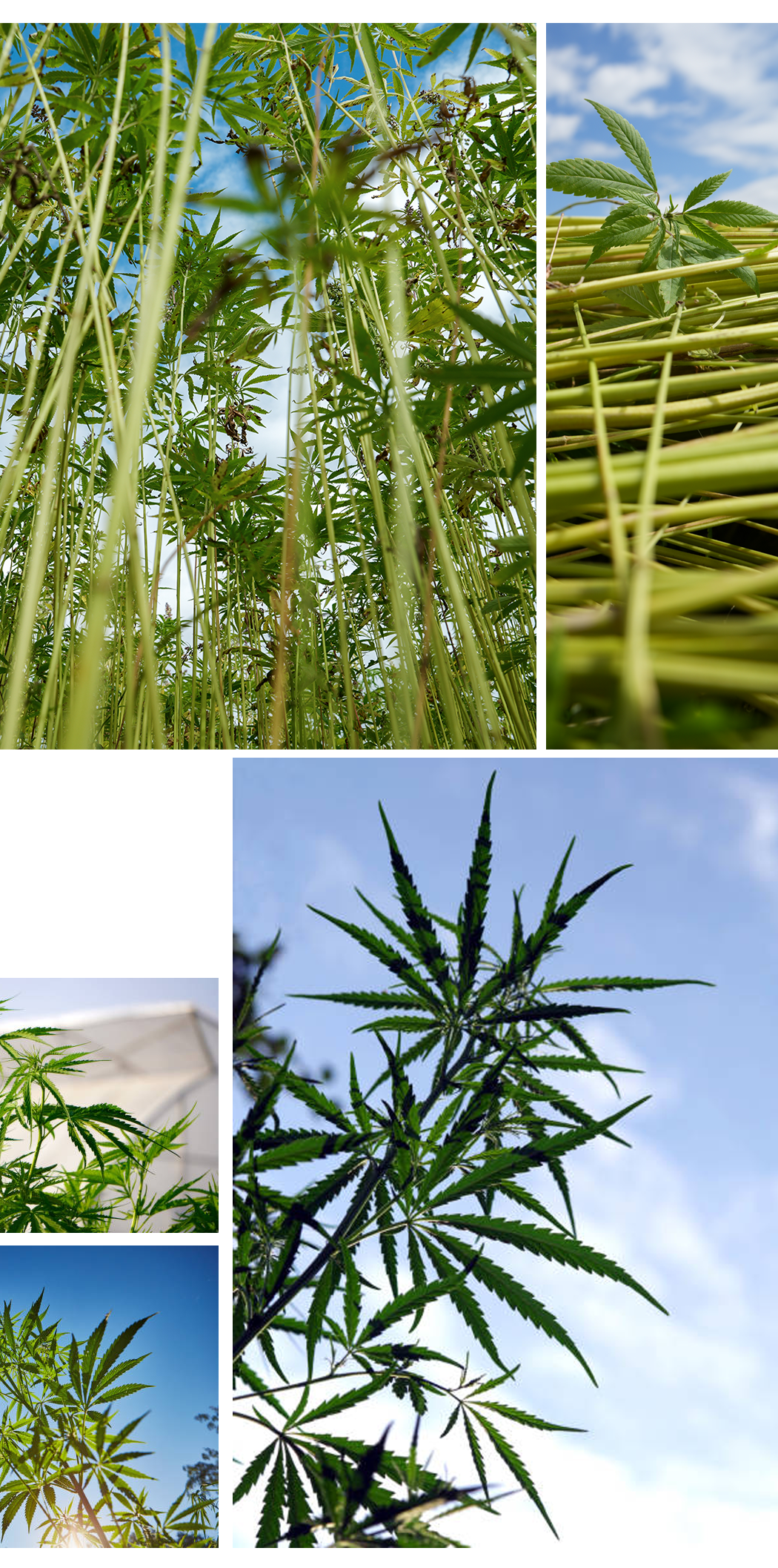 hemp fiber