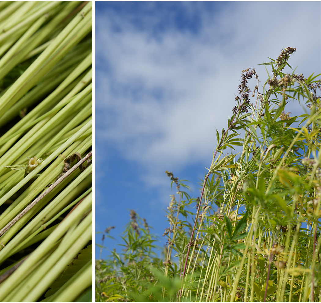 hemp fabric factory