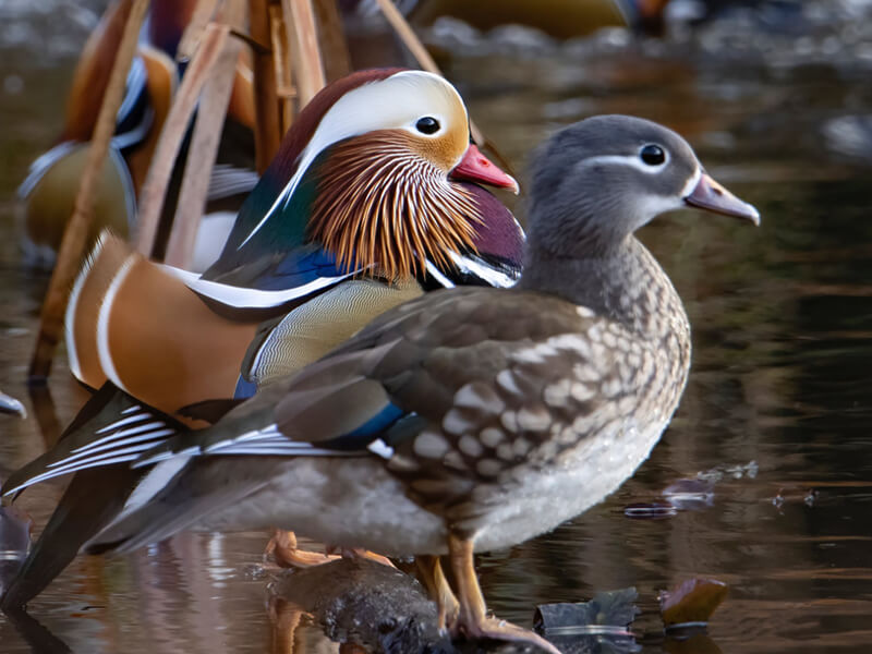 Mandarin Ducks or 'Yuan Yang' in Cantonese