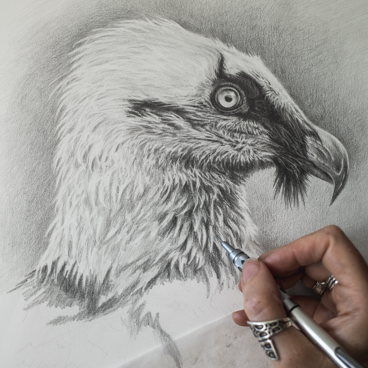 Original Bearded Vulture Pencil Drawing | FREE UK SHIPPING ...