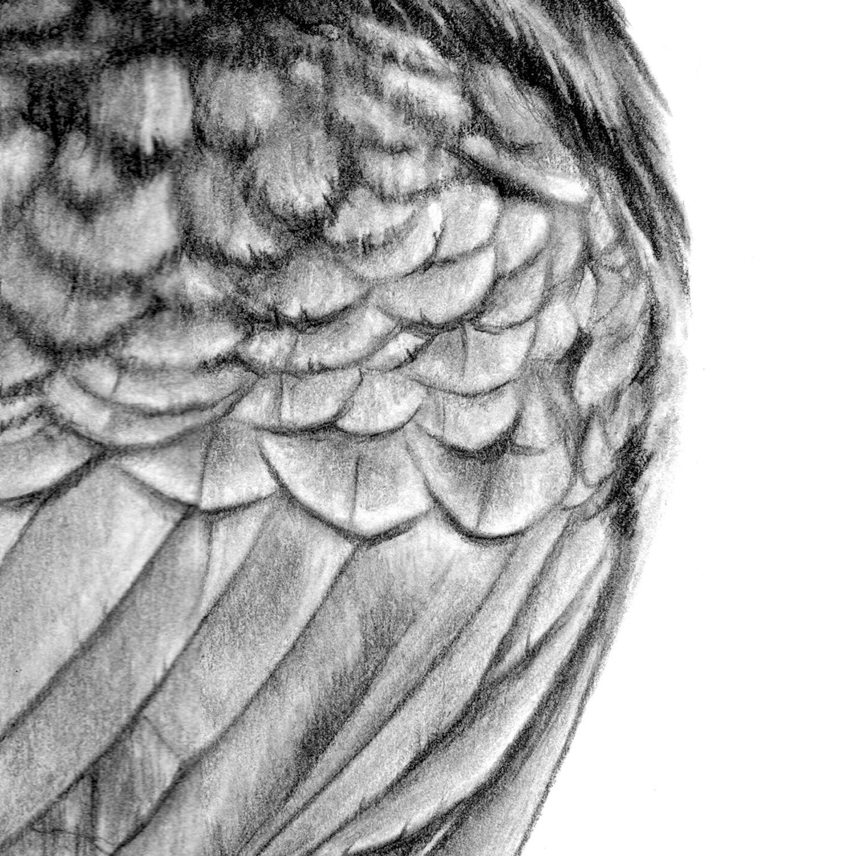 Original Crow Pencil Drawing Free Uk Shipping — Thethrivingwild 