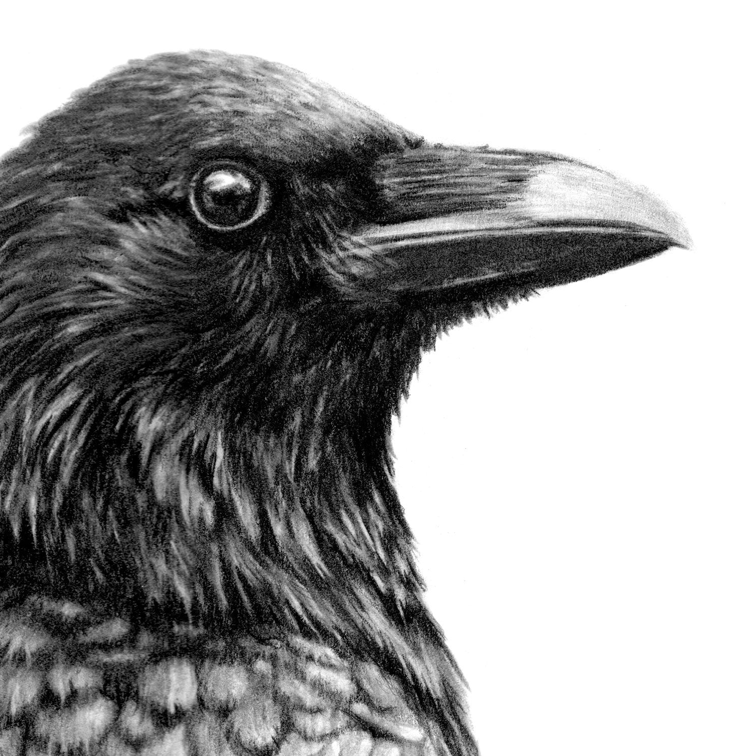 Original Crow Pencil Drawing FREE UK SHIPPING! — TheThrivingWild