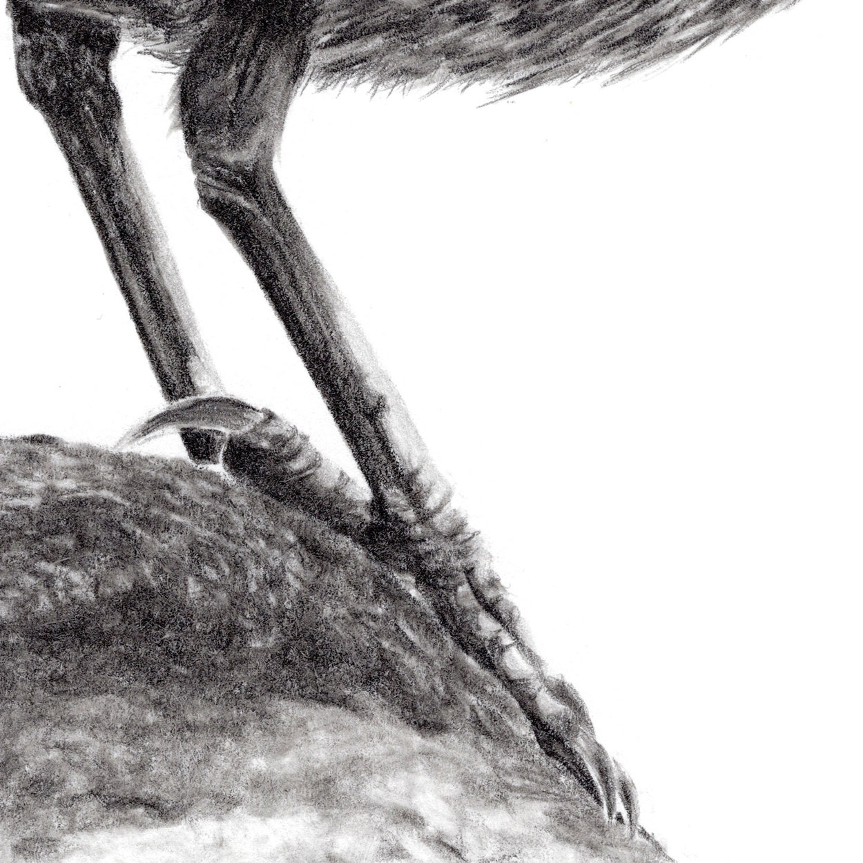 Original Dipper Pencil Drawing Free Uk Shipping — Thethrivingwild 