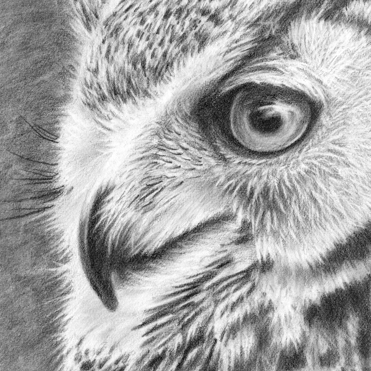 owl face pencil drawing