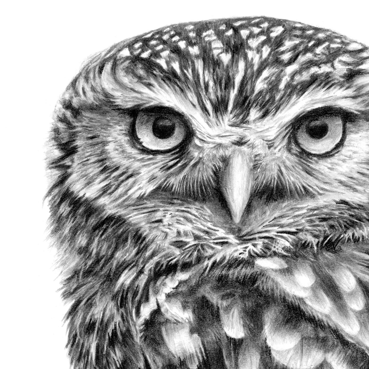 owl face pencil drawing