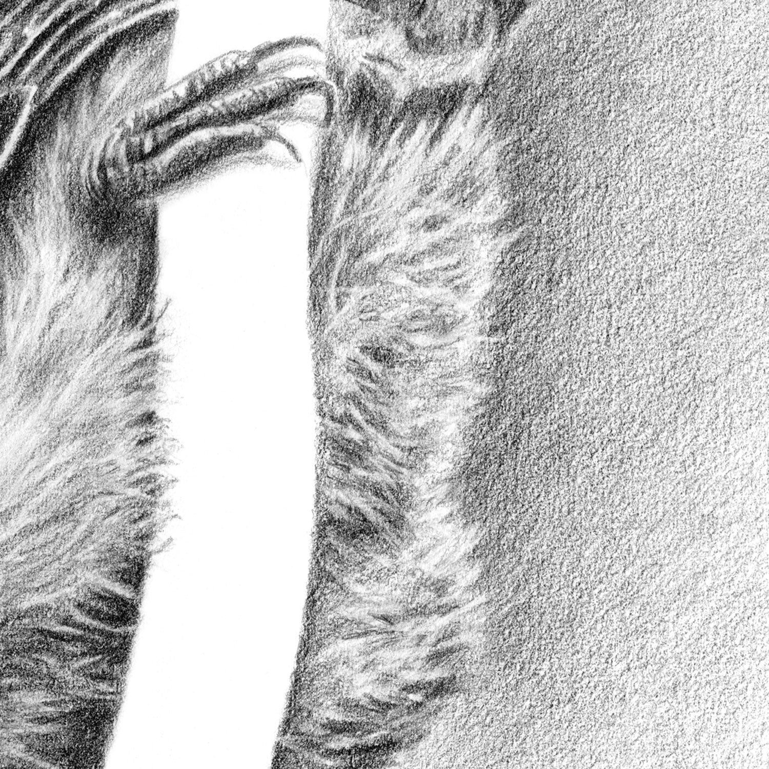 Original Nuthatch Pencil Drawing Free Uk Shipping — Thethrivingwild 