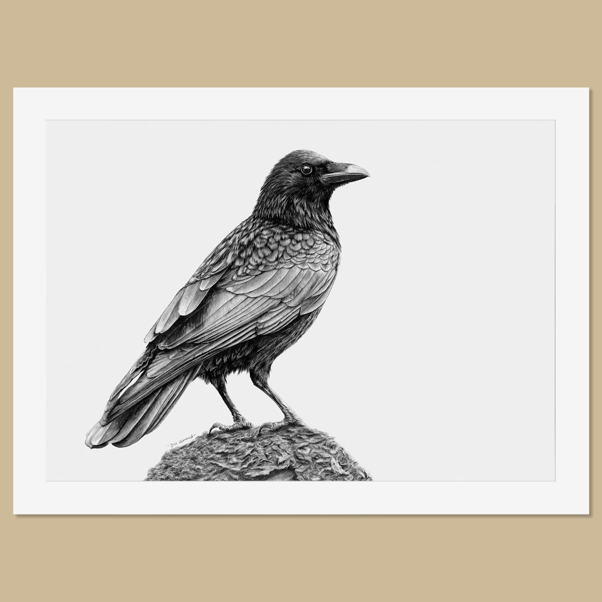 Original Crow Pencil Drawing Free Uk Shipping — Thethrivingwild 