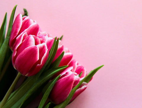 Pink tulips on a pink background 