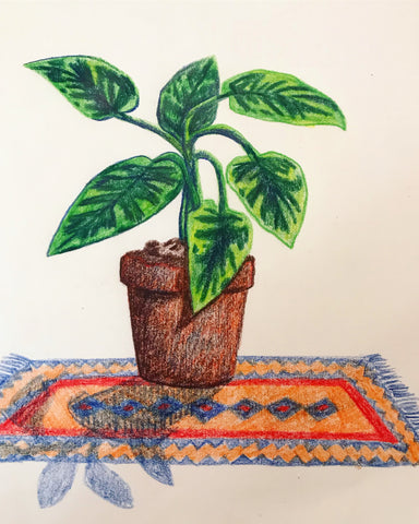 Colourful plant drawn by Chelsey Wilson