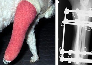 Commencez maintenant! Réparation des fractures tibiales et radiales chez les chiens dans la pratique quotidienne