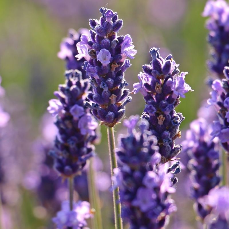 16 Cosas que no sabías de la planta de lavanda – SoyHuichol