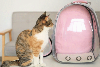 Pet Carrier Transparent Backpack