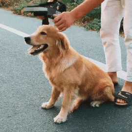 no pull dog harness
