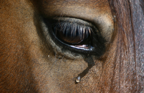 larme-cheval