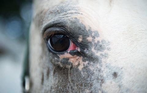 Uvéite équine : protections masque et lunettes