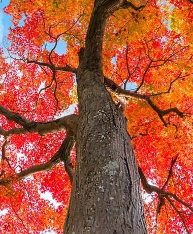 maple tree