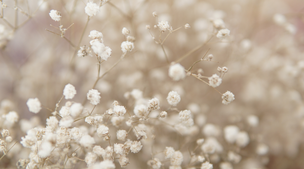 extreme close up of baby's breath bouquet with tiny white blooms and a blurry background