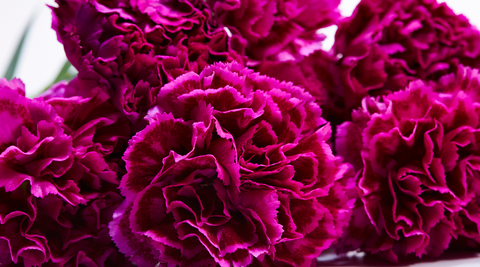image of purple carnations - close up with ruffled petals on display